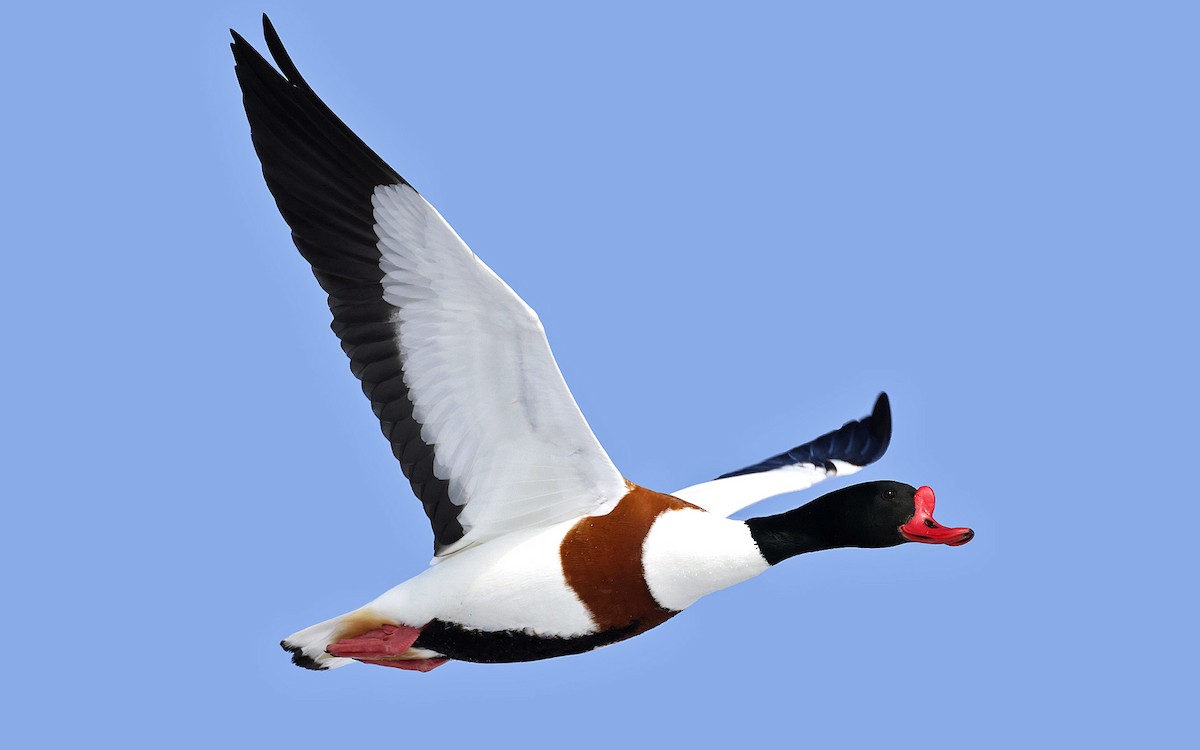 Common Shelduck - ML617963648