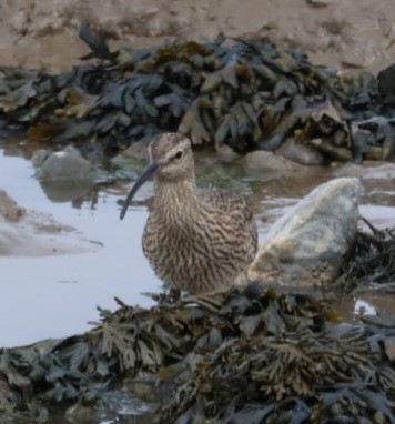 Whimbrel - ML617963653