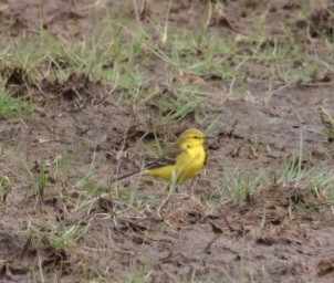 Western Yellow Wagtail - ML617963662