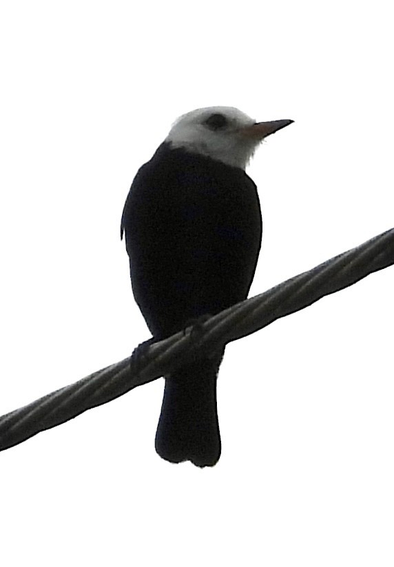 White-headed Marsh Tyrant - ML617963722