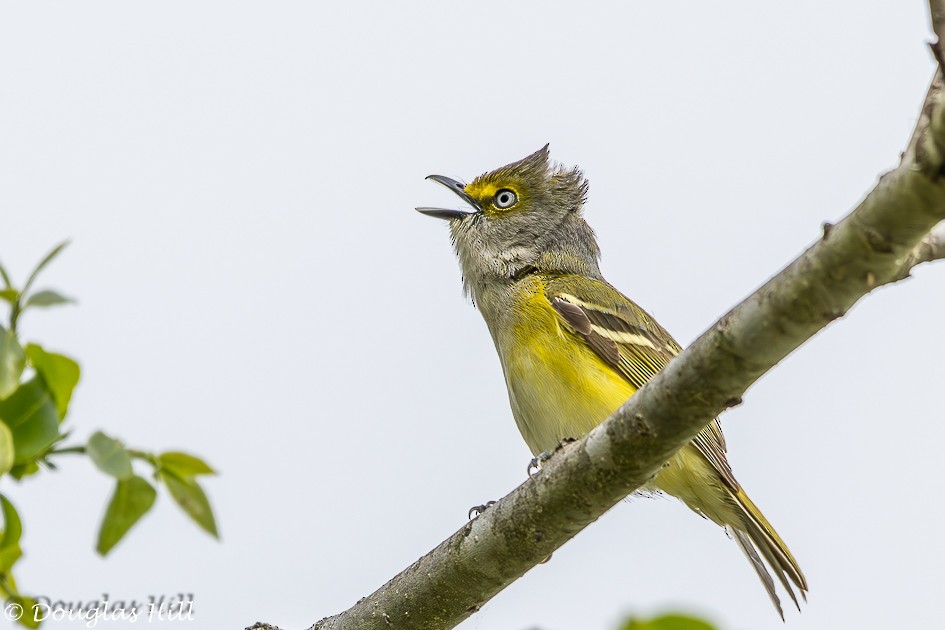 White-eyed Vireo - ML617963786