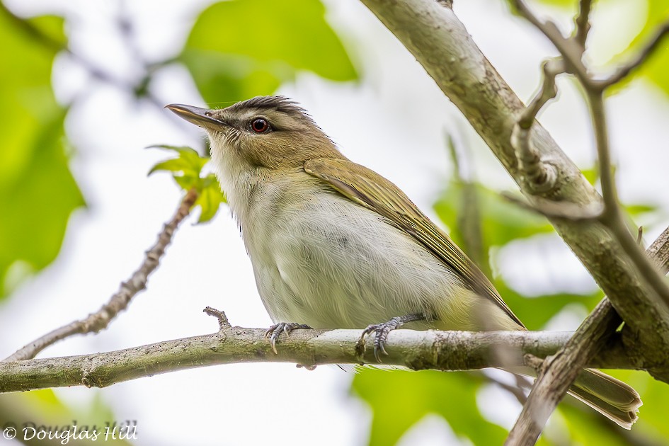 Red-eyed Vireo - ML617963806