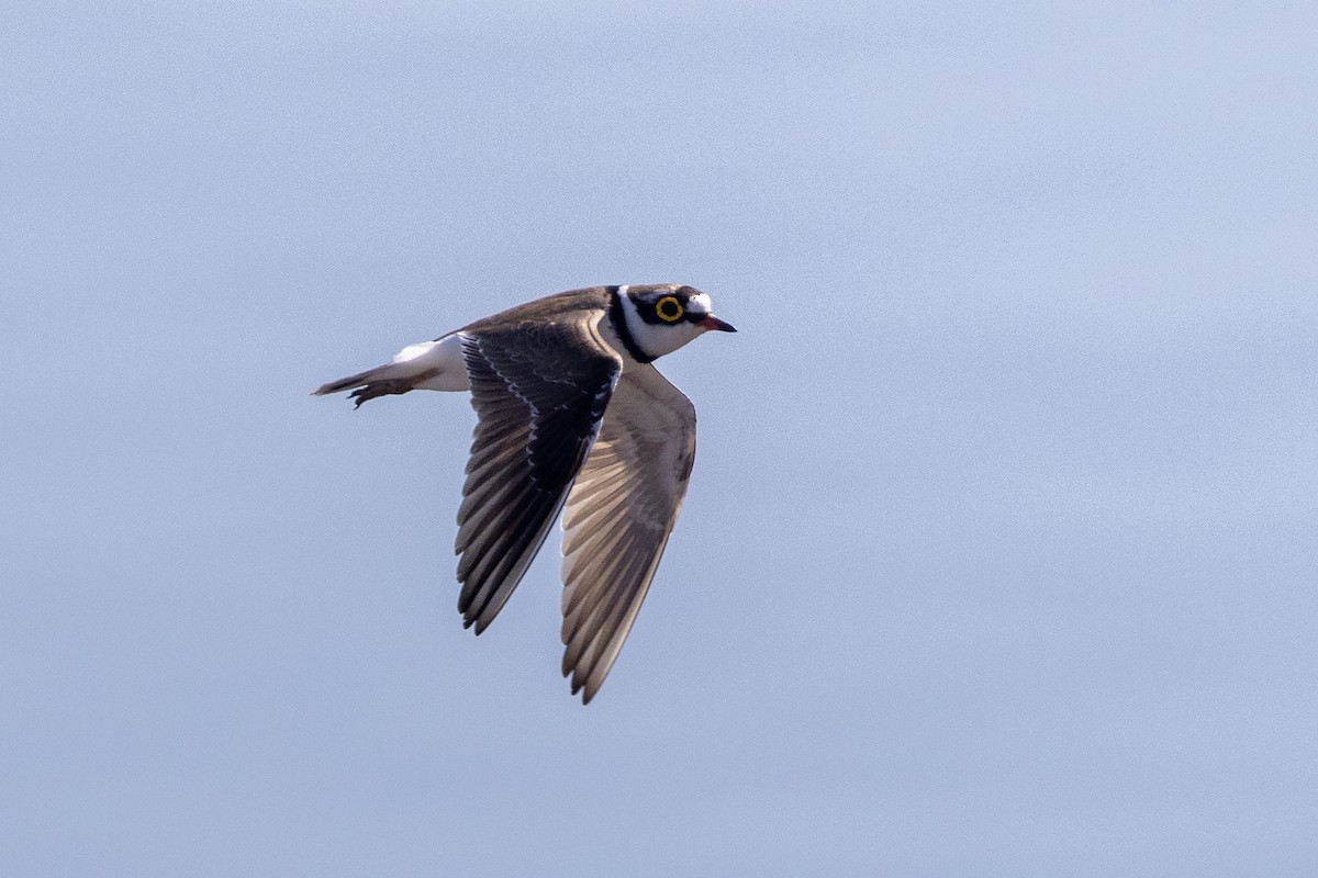 Little Ringed Plover (dubius/jerdoni) - Niall D Perrins