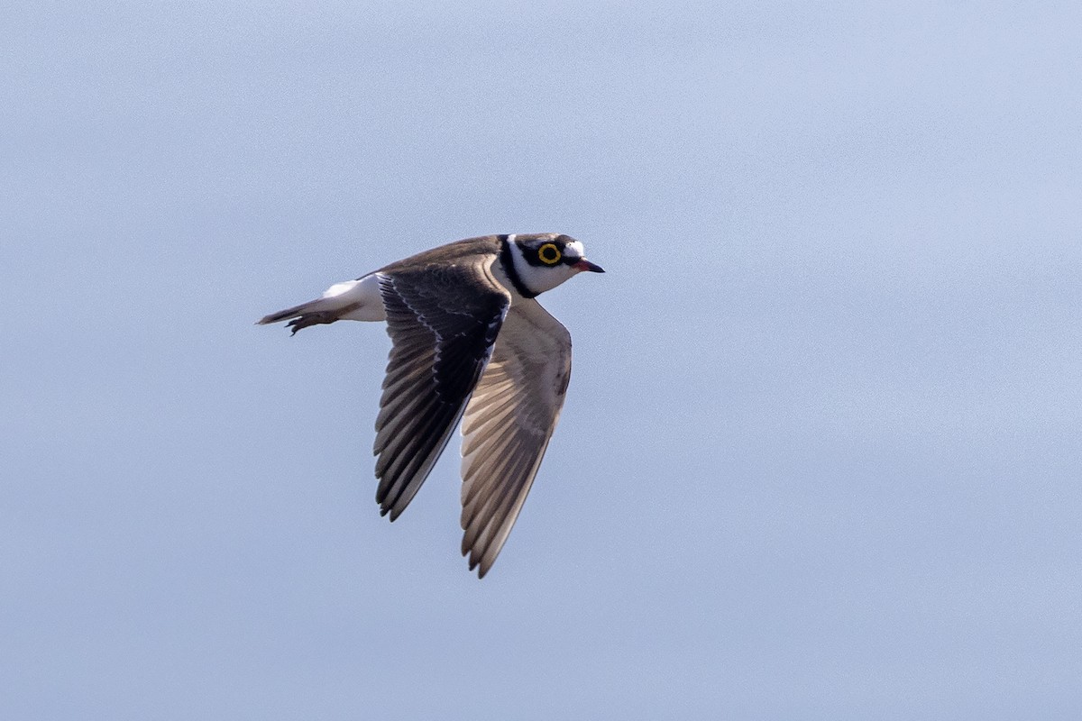 Little Ringed Plover (dubius/jerdoni) - ML617963808