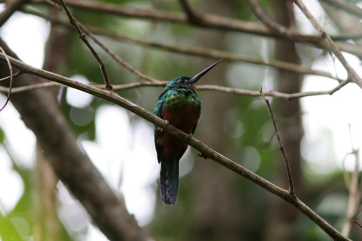 Green-tailed Jacamar - ML617963826