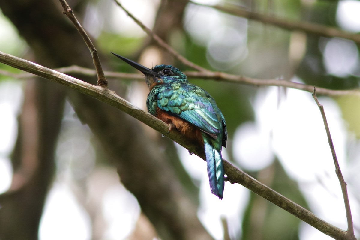 Green-tailed Jacamar - ML617963827