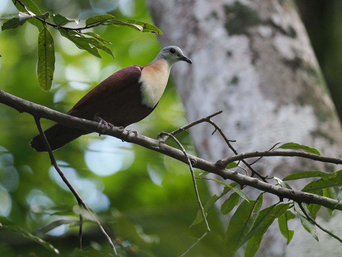 Wetar Ground Dove - ML617963836