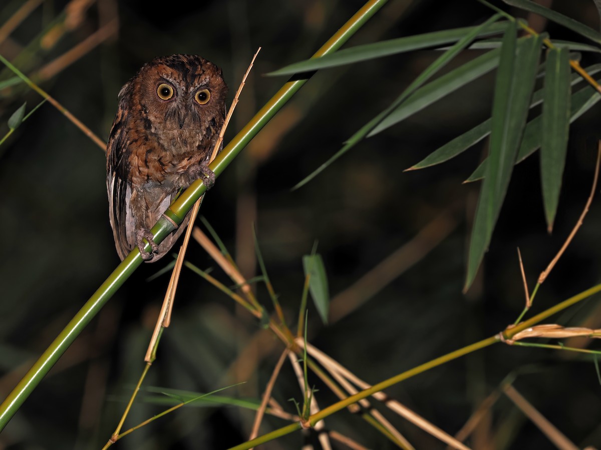 Wetar Scops-Owl - ML617963850