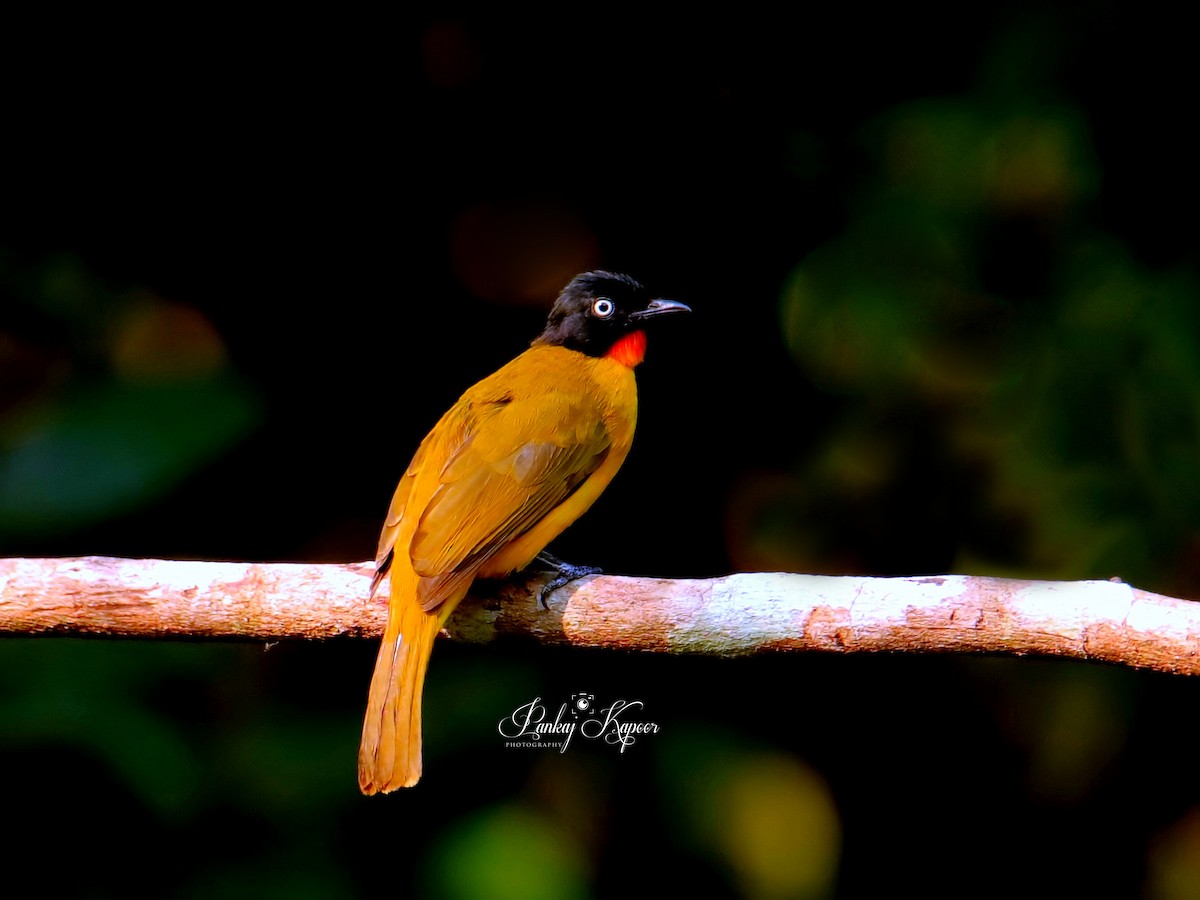 Flame-throated Bulbul - pankaj kapoor