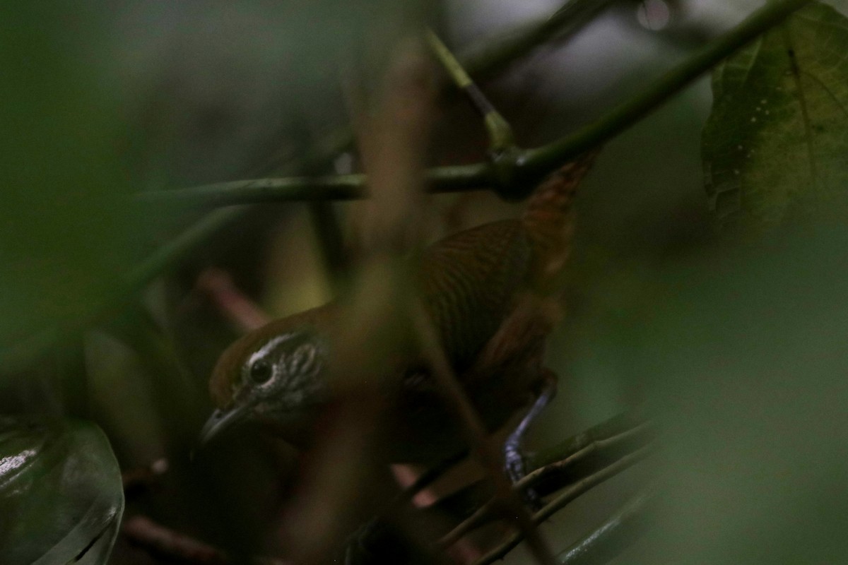 Buff-breasted Wren - ML617963939