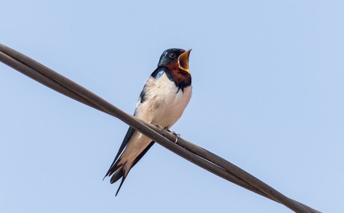 Red-chested Swallow - João Miguel Albuquerque