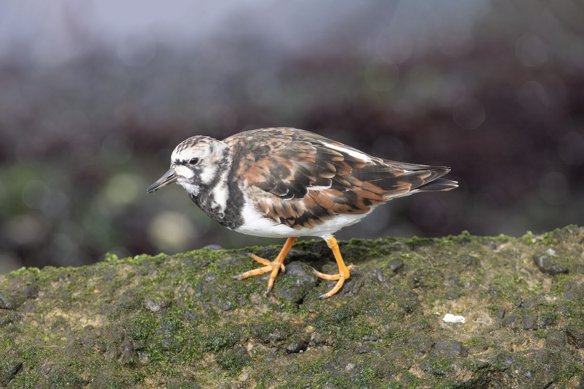 Ruddy Turnstone - Jan-Peter  Kelder