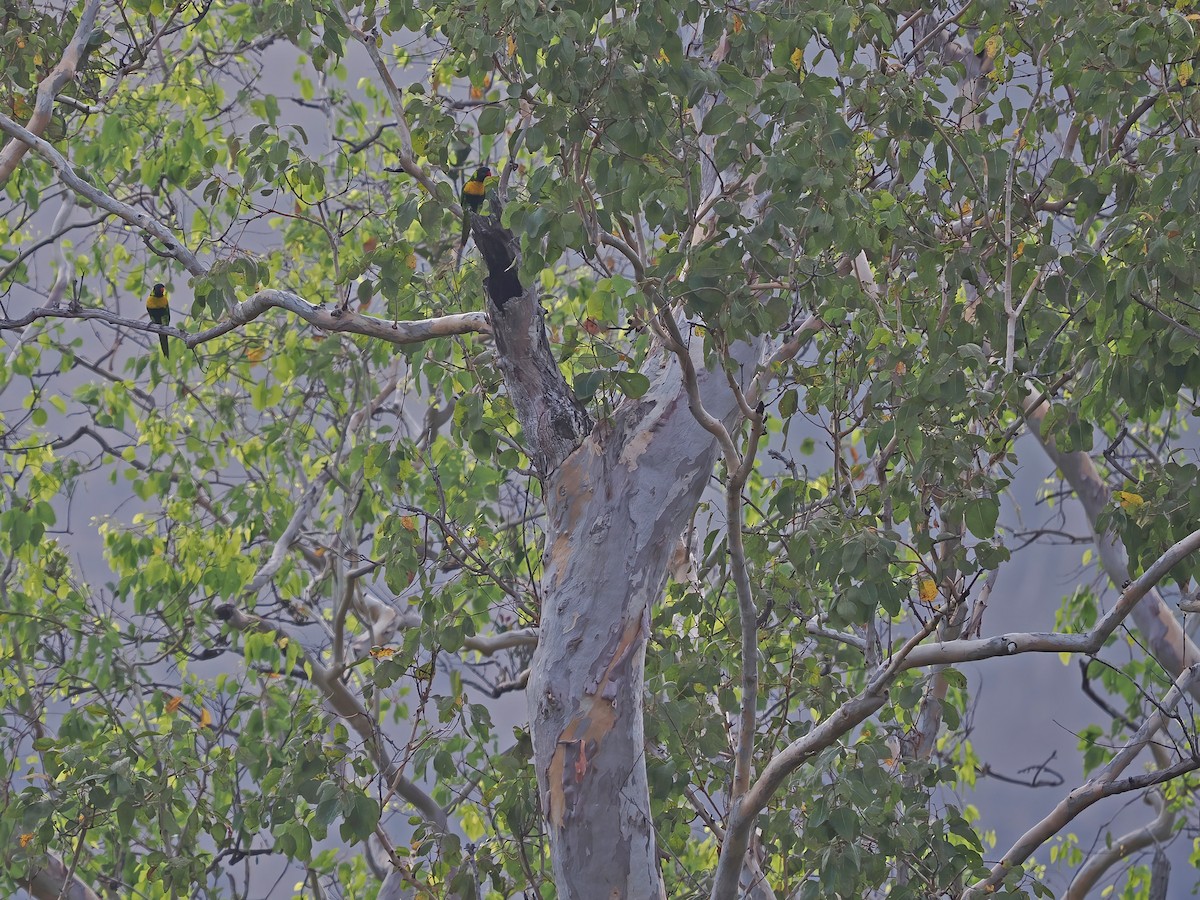 Marigold Loriketi - ML617964001