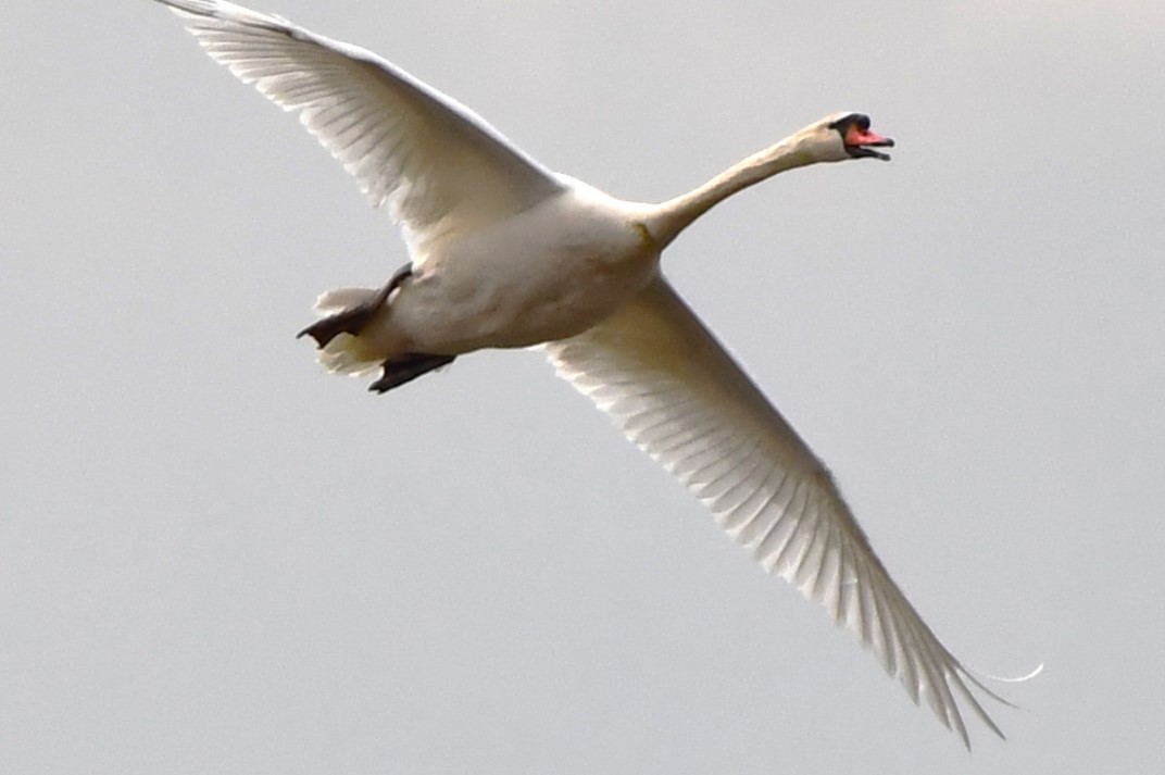 Хуруут хун - ML617964019