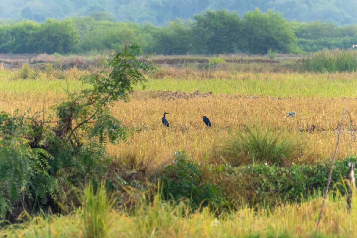 Black Heron - João Miguel Albuquerque