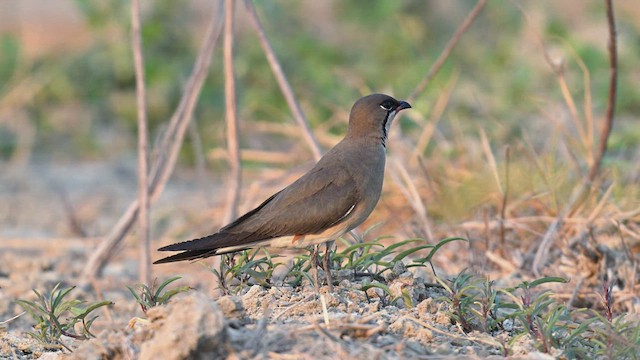 Oriental Pratincole - ML617964045