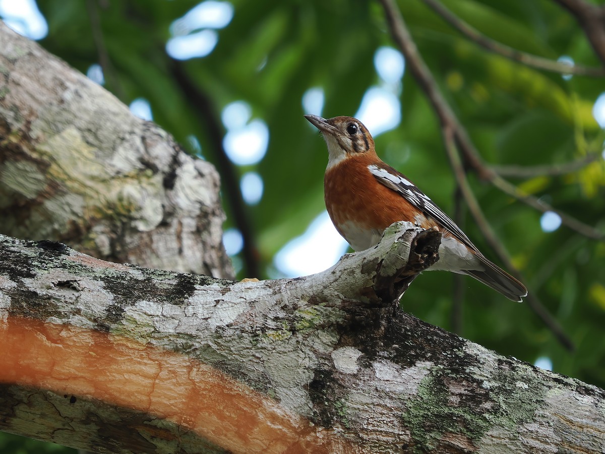 Orange-banded Thrush - ML617964072