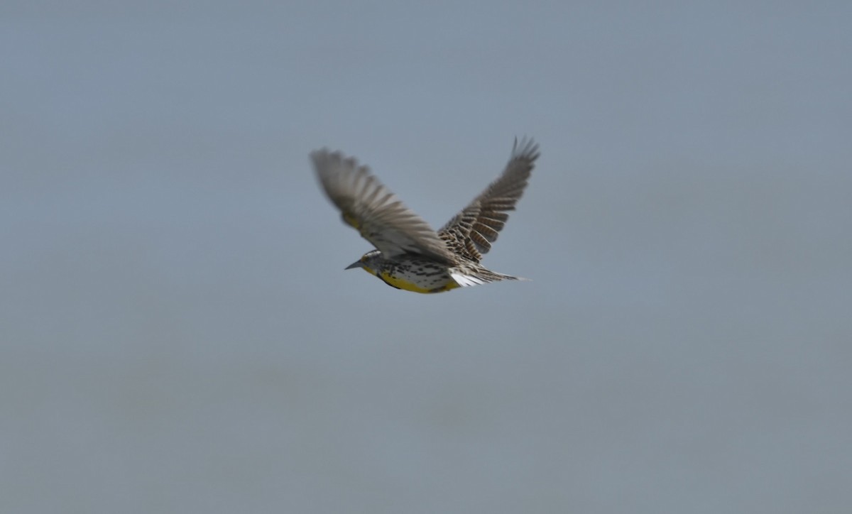 Western Meadowlark - ML617964083