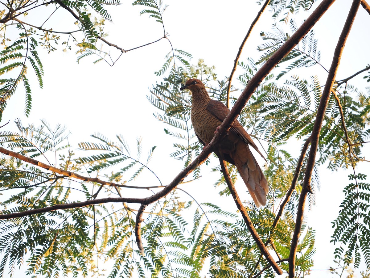 Timor Cuckoo-Dove - James Eaton