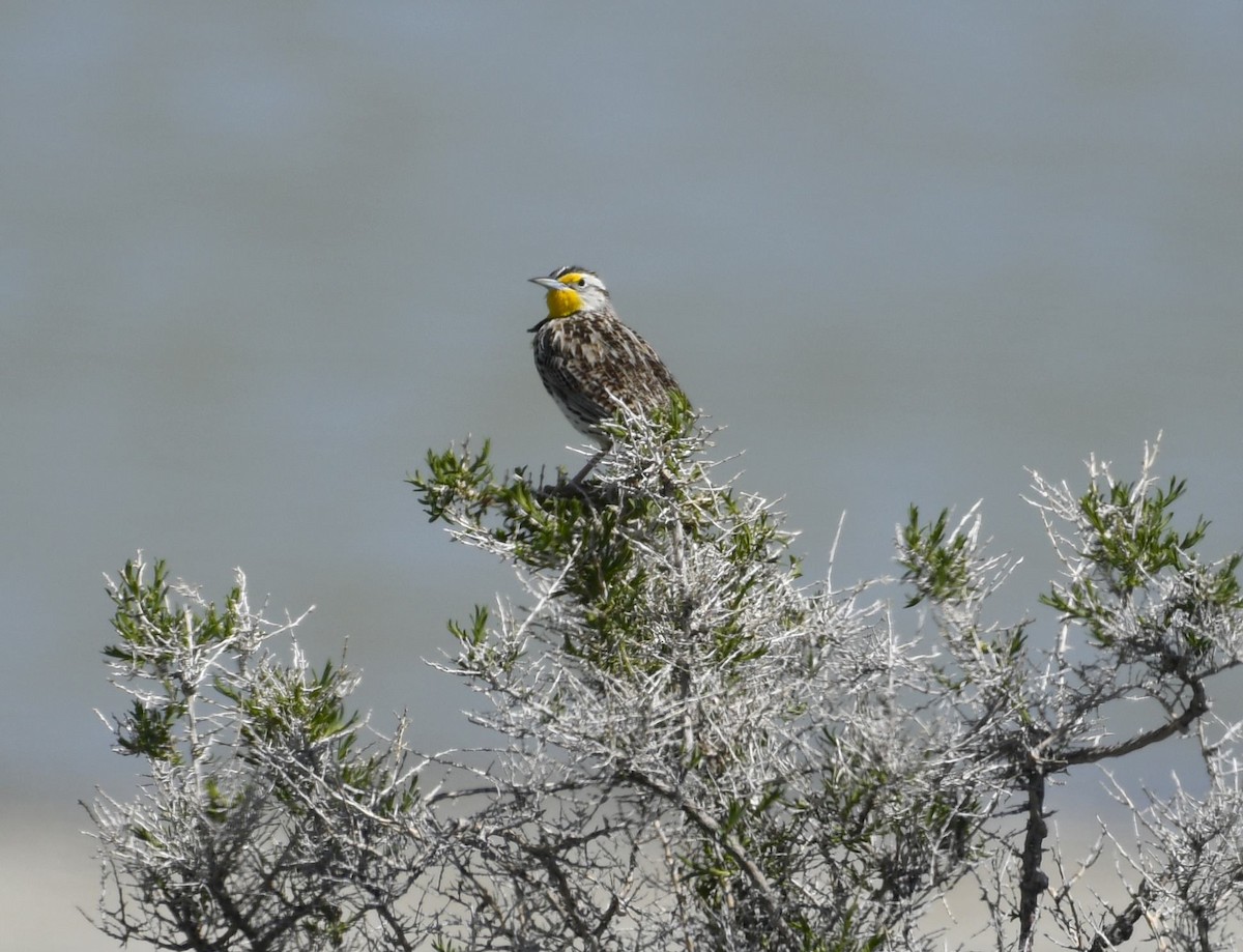 Western Meadowlark - ML617964089