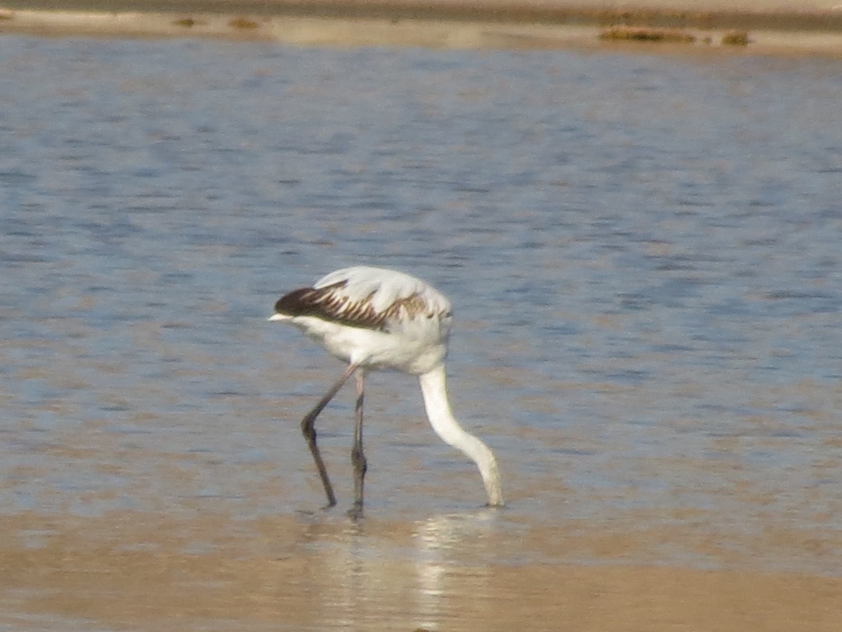 Greater Flamingo - ML617964092