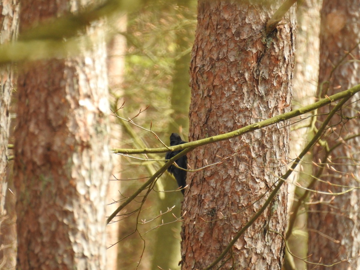 Хар тоншуул - ML617964125