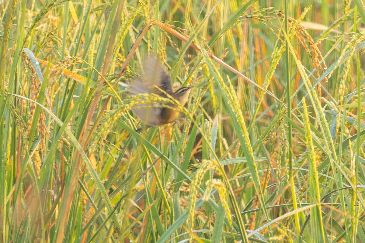 Sedge Warbler - ML617964127