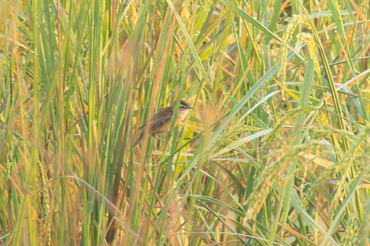 Sedge Warbler - ML617964128