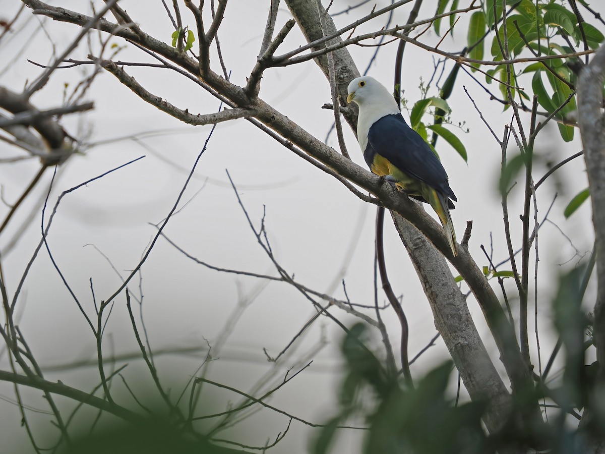 Black-backed Fruit-Dove - ML617964134