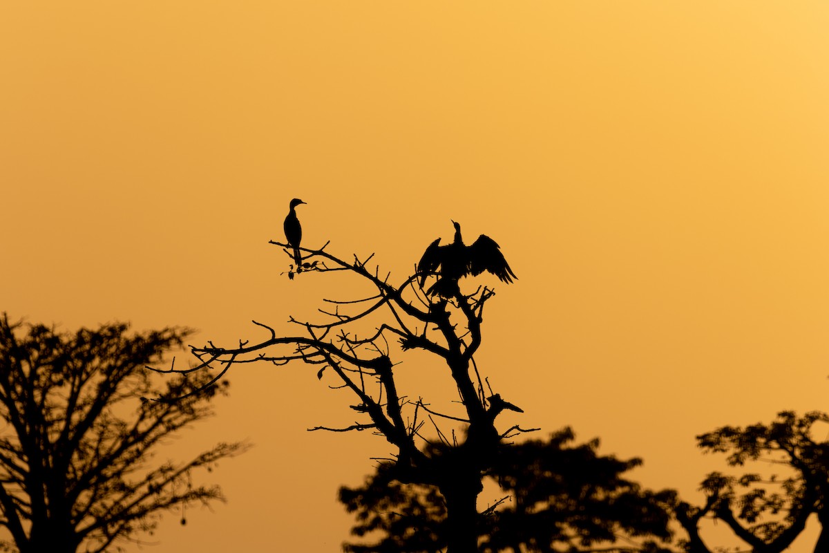 African Darter - João Miguel Albuquerque