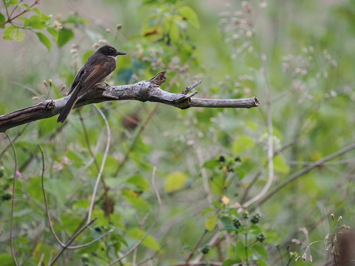 Cinnamon-tailed Fantail - ML617964176