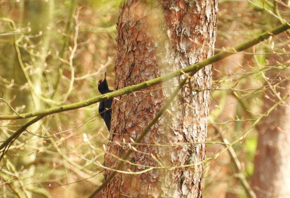 Хар тоншуул - ML617964183