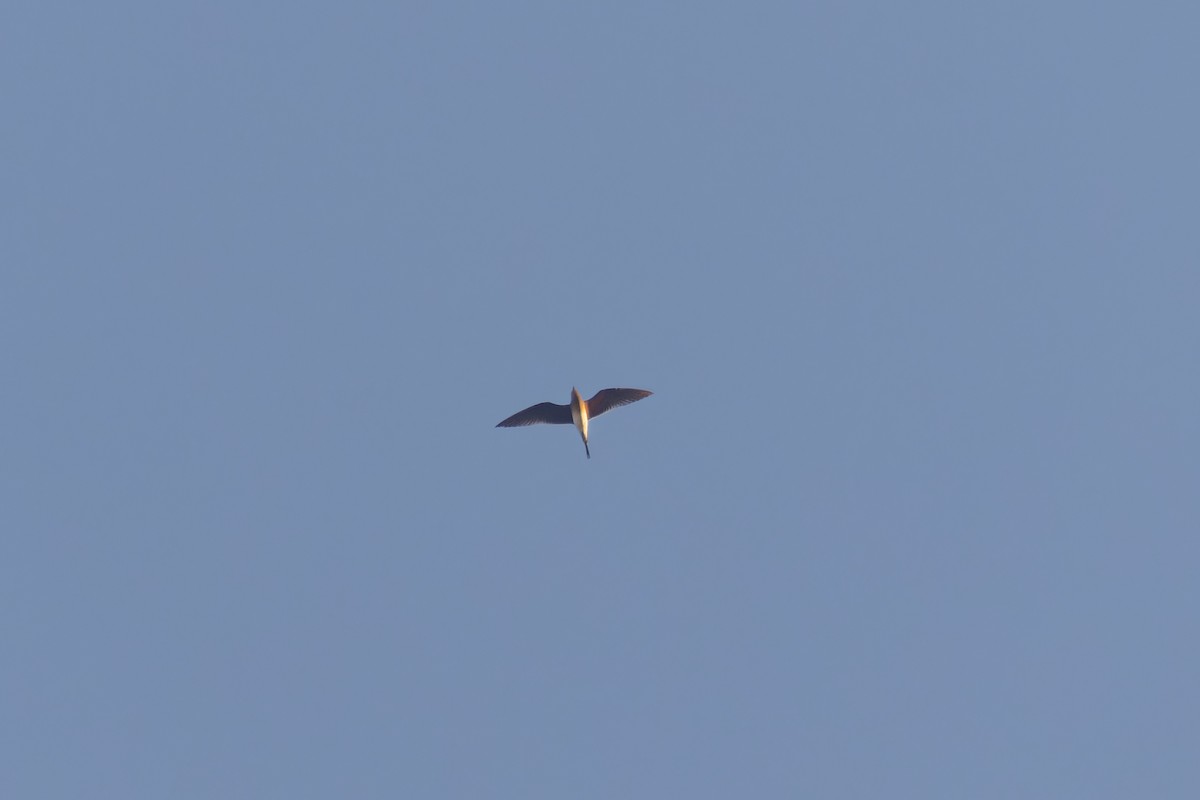 Collared Pratincole - João Miguel Albuquerque