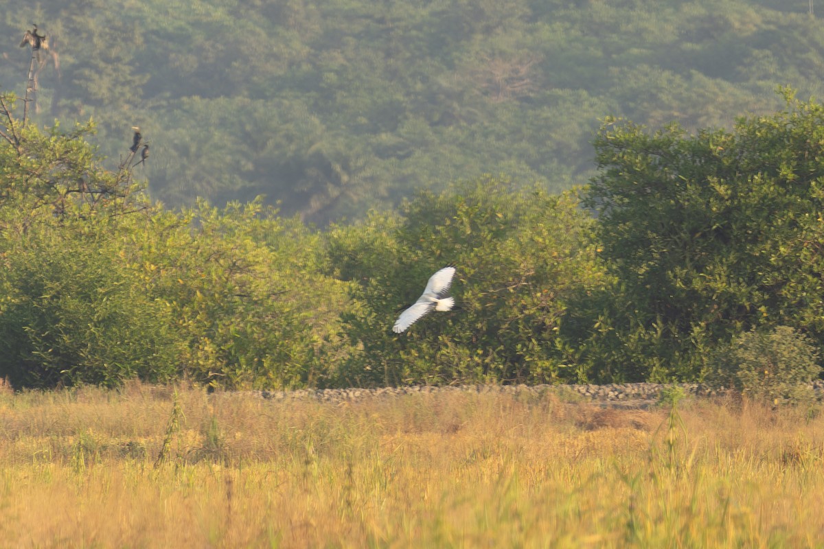 African Sacred Ibis - ML617964204