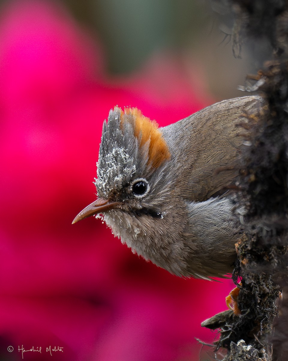 Rufous-vented Yuhina - ML617964216