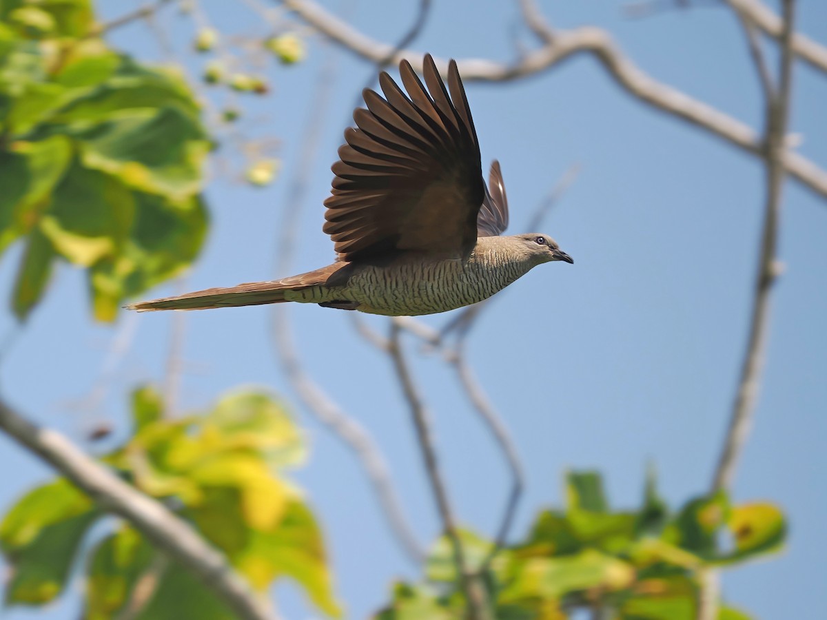 Flores Sea Cuckoo-Dove - James Eaton