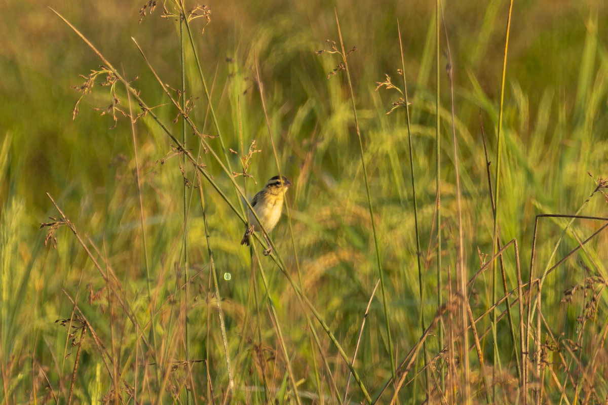 Yellow-crowned Bishop - ML617964270