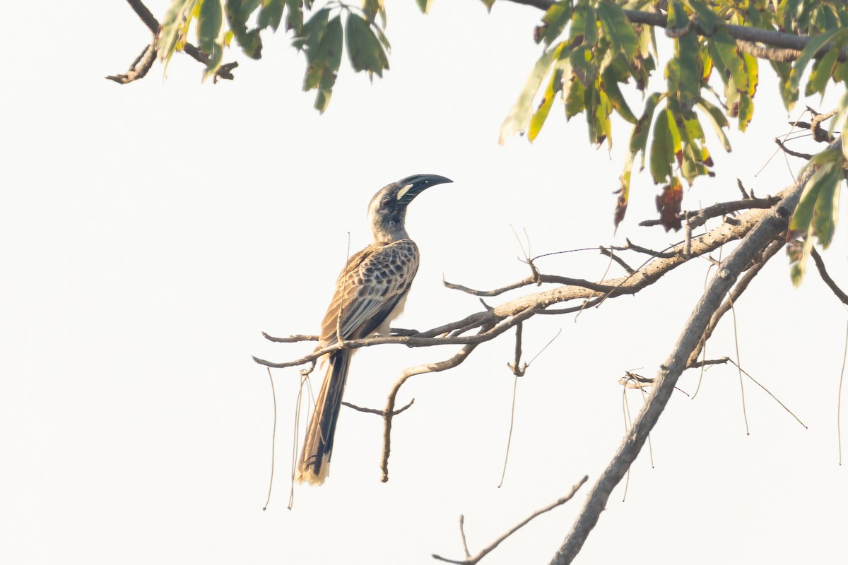 African Gray Hornbill - João Miguel Albuquerque