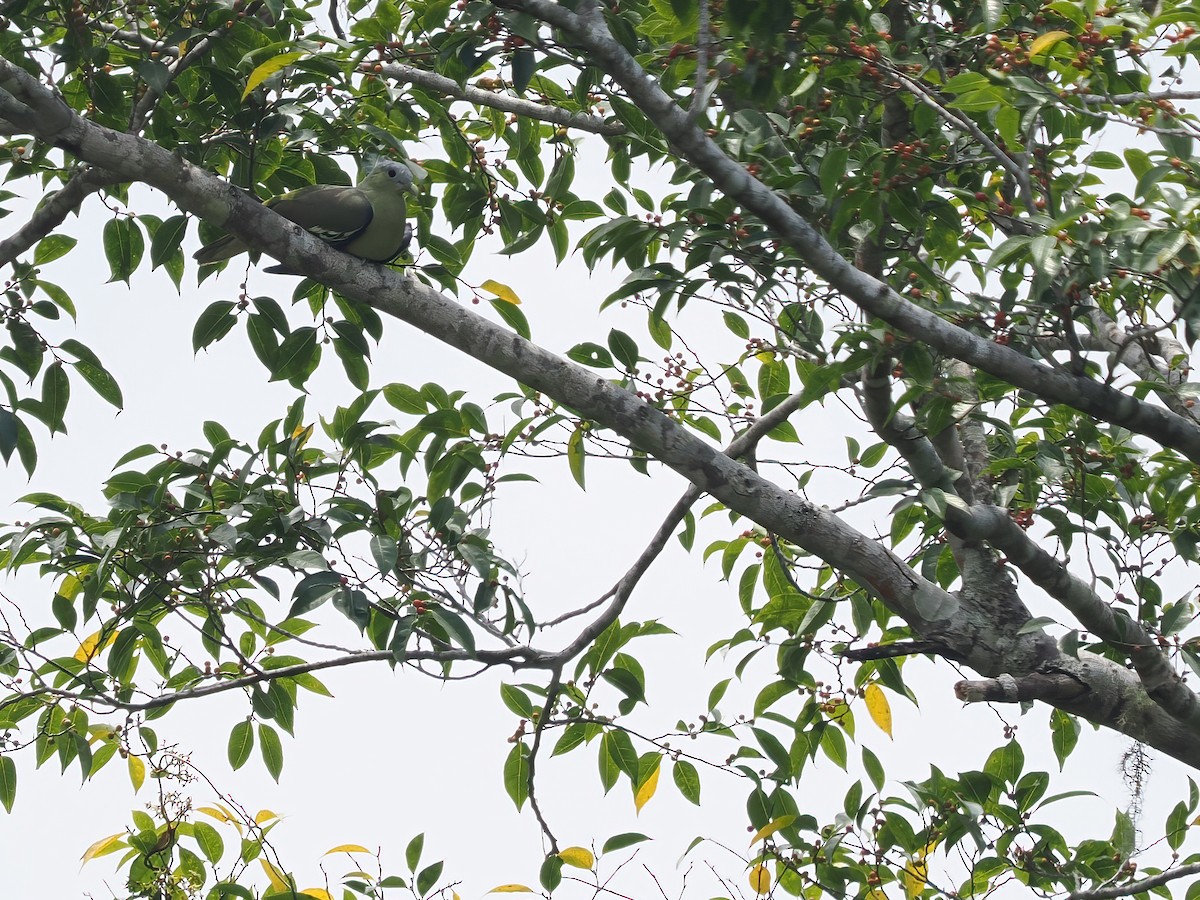 Flores Green-Pigeon - ML617964341