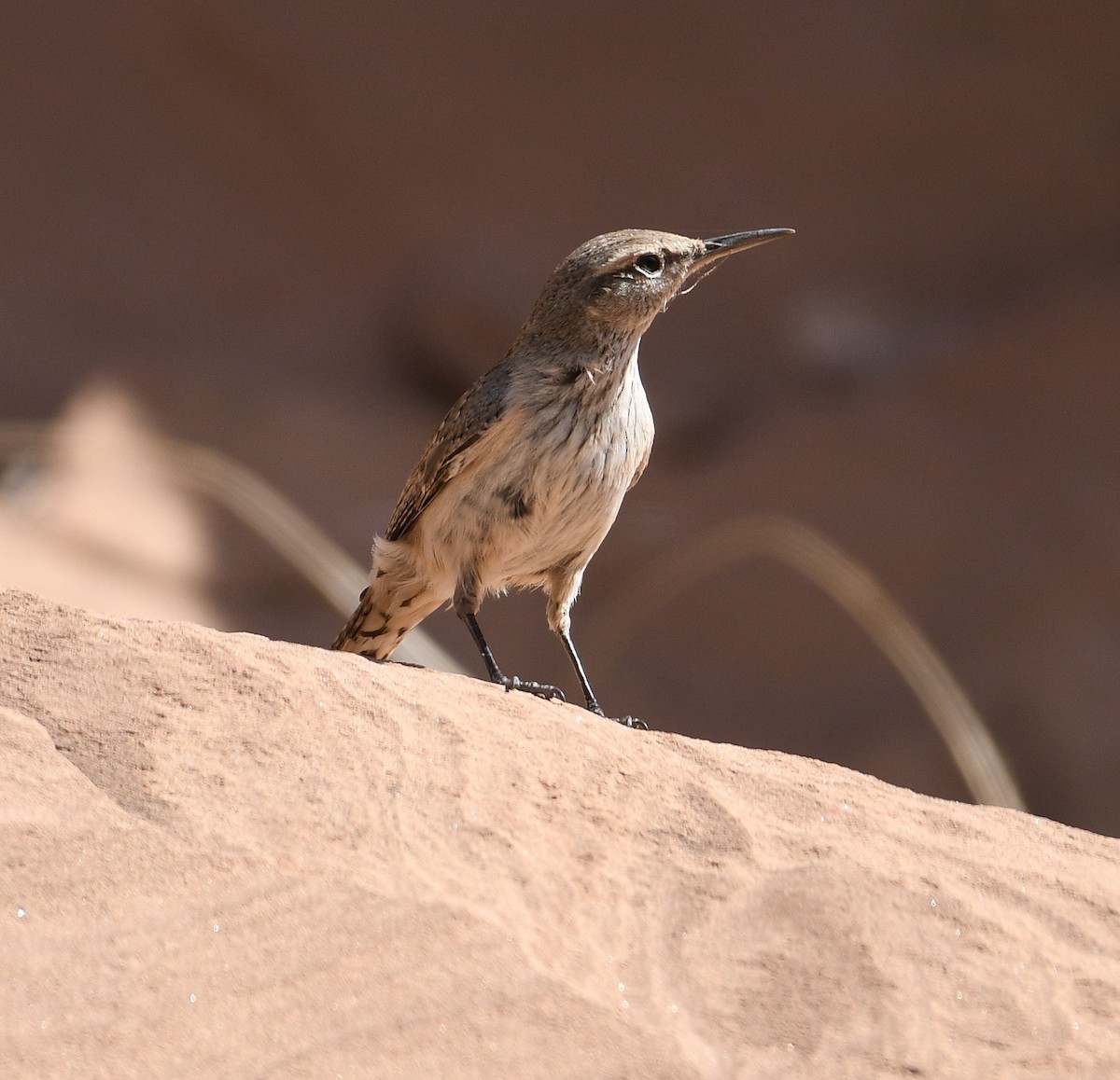 Rock Wren - ML617964386