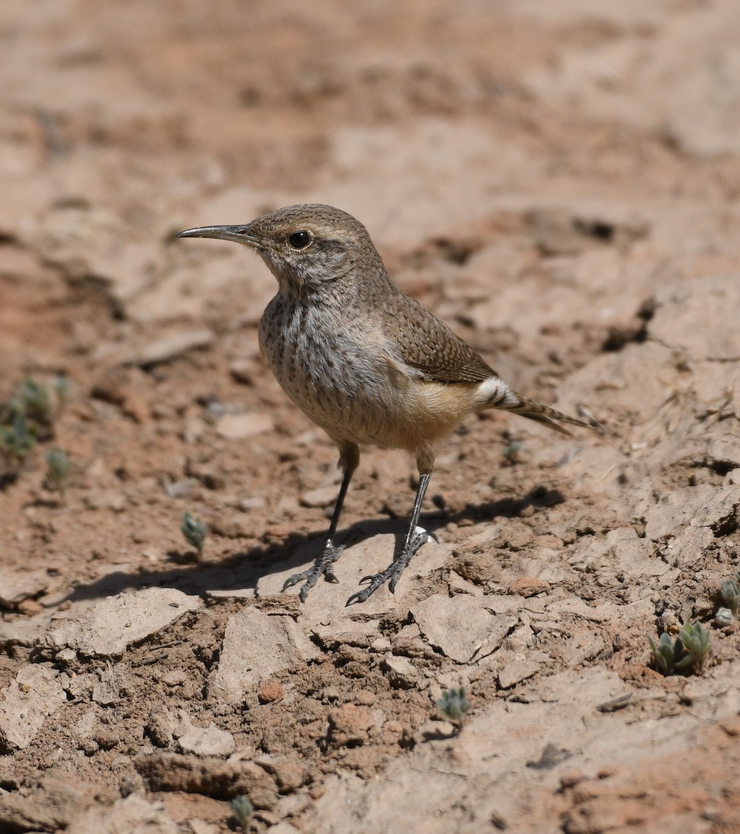 Rock Wren - ML617964387