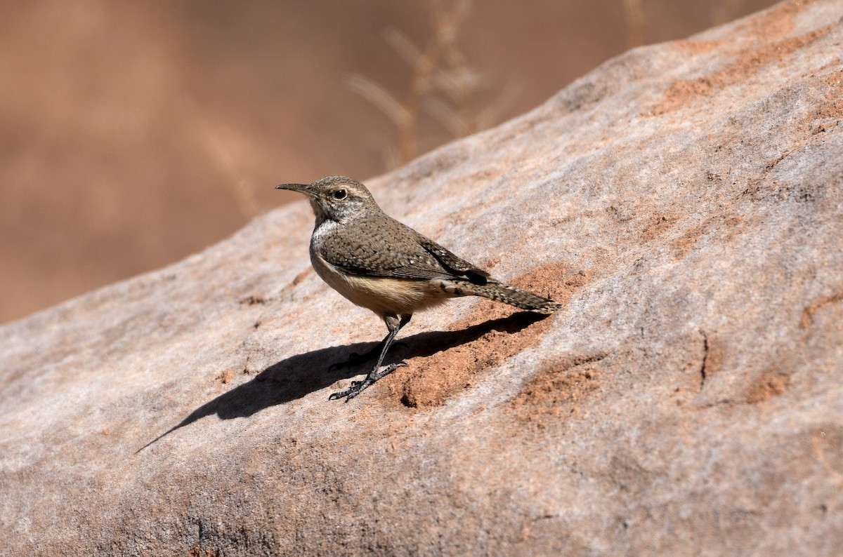 Rock Wren - ML617964390