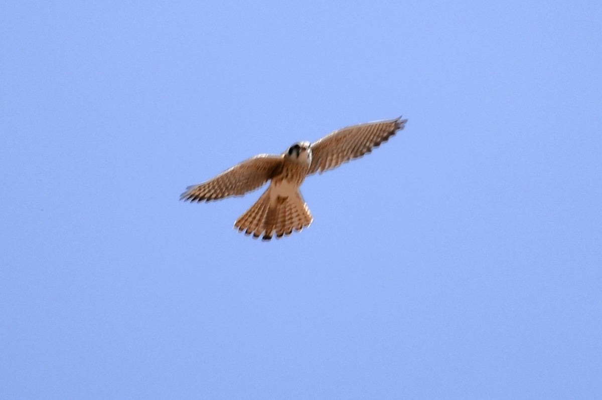Peregrine Falcon - ML617964391