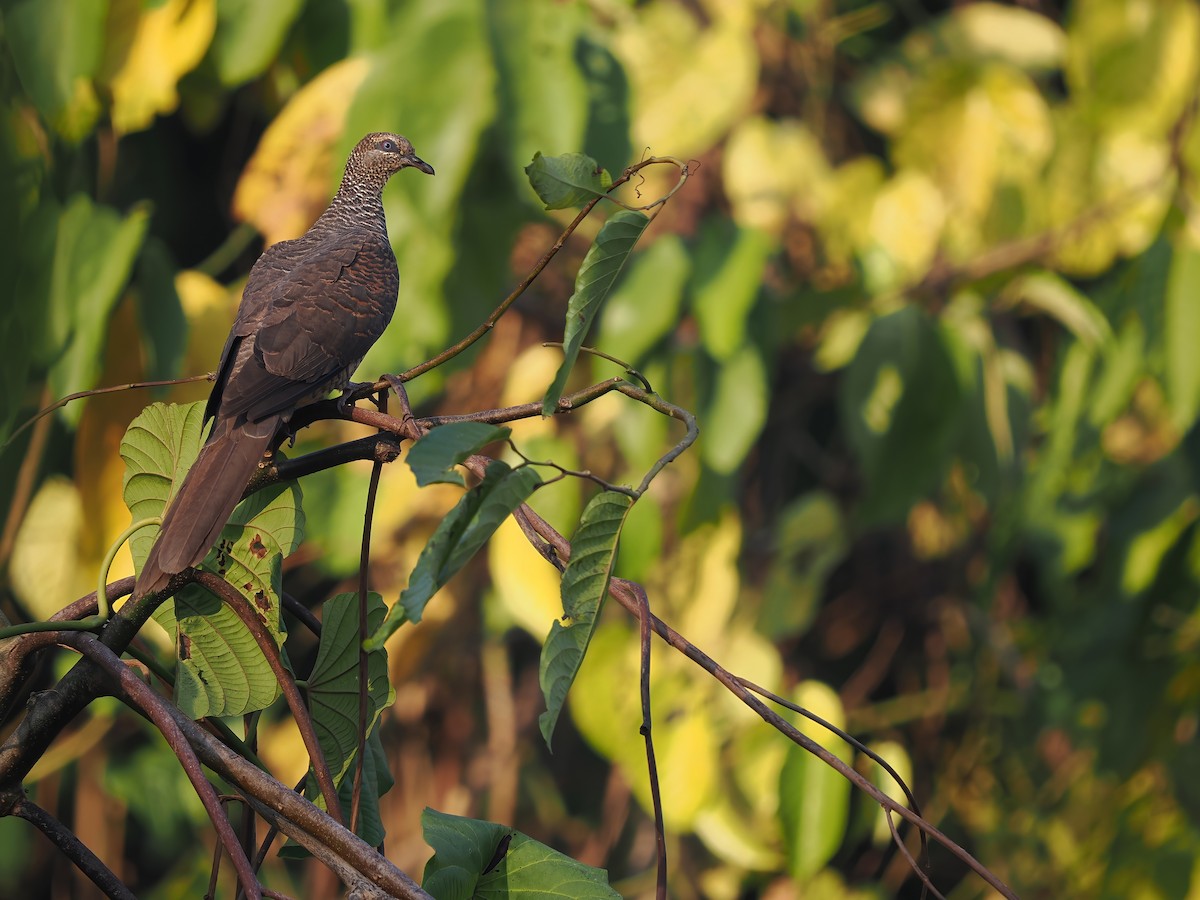 Tanimbar Cuckoo-Dove - ML617964423