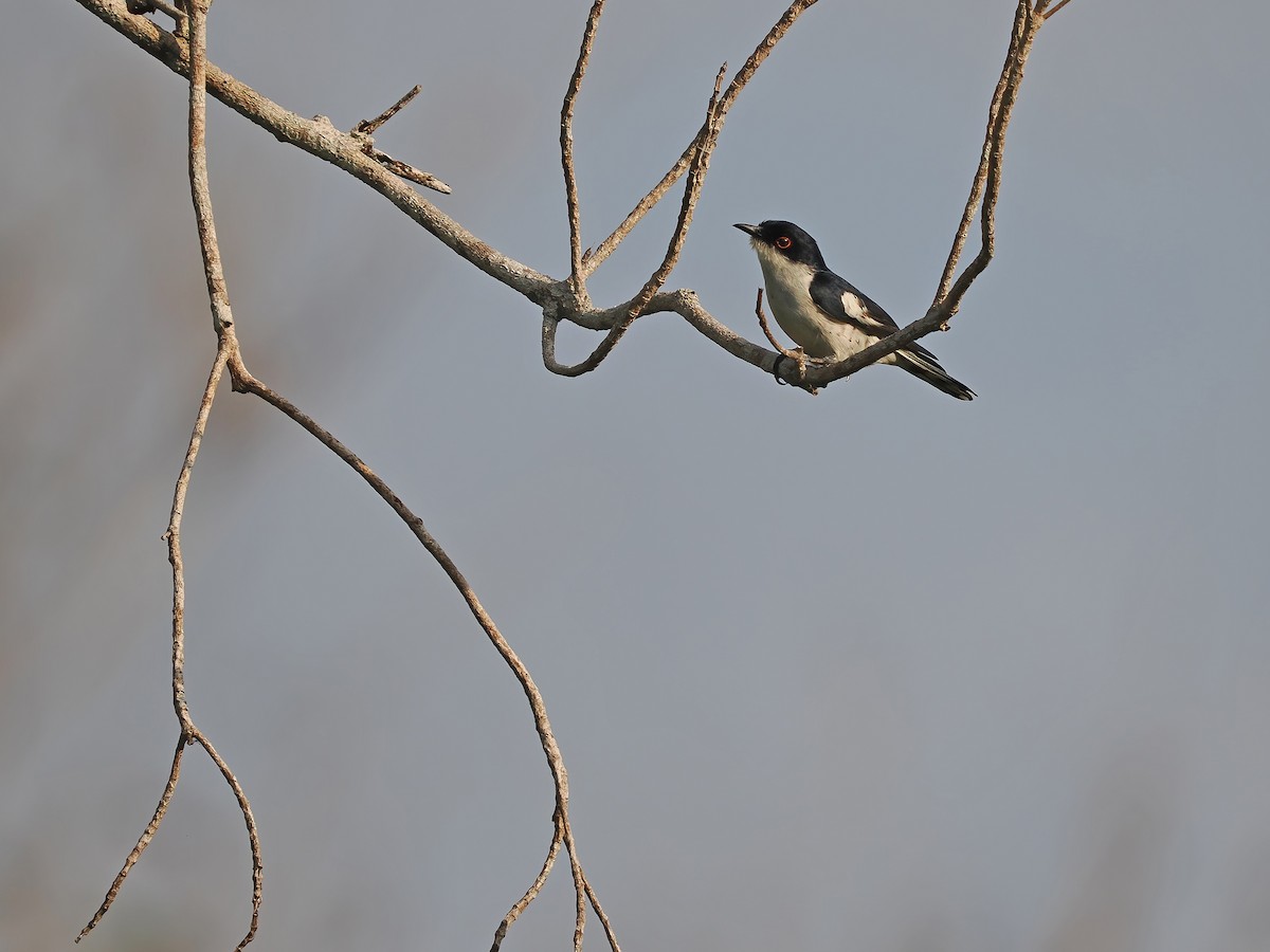 Pied Bronze-Cuckoo - ML617964425