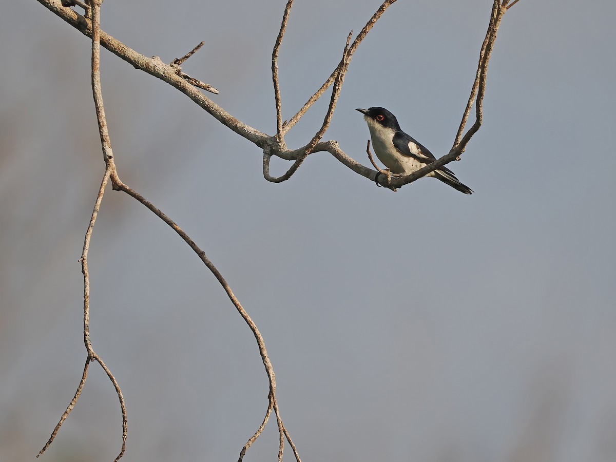 Little Bronze-Cuckoo (Pied) - ML617964425