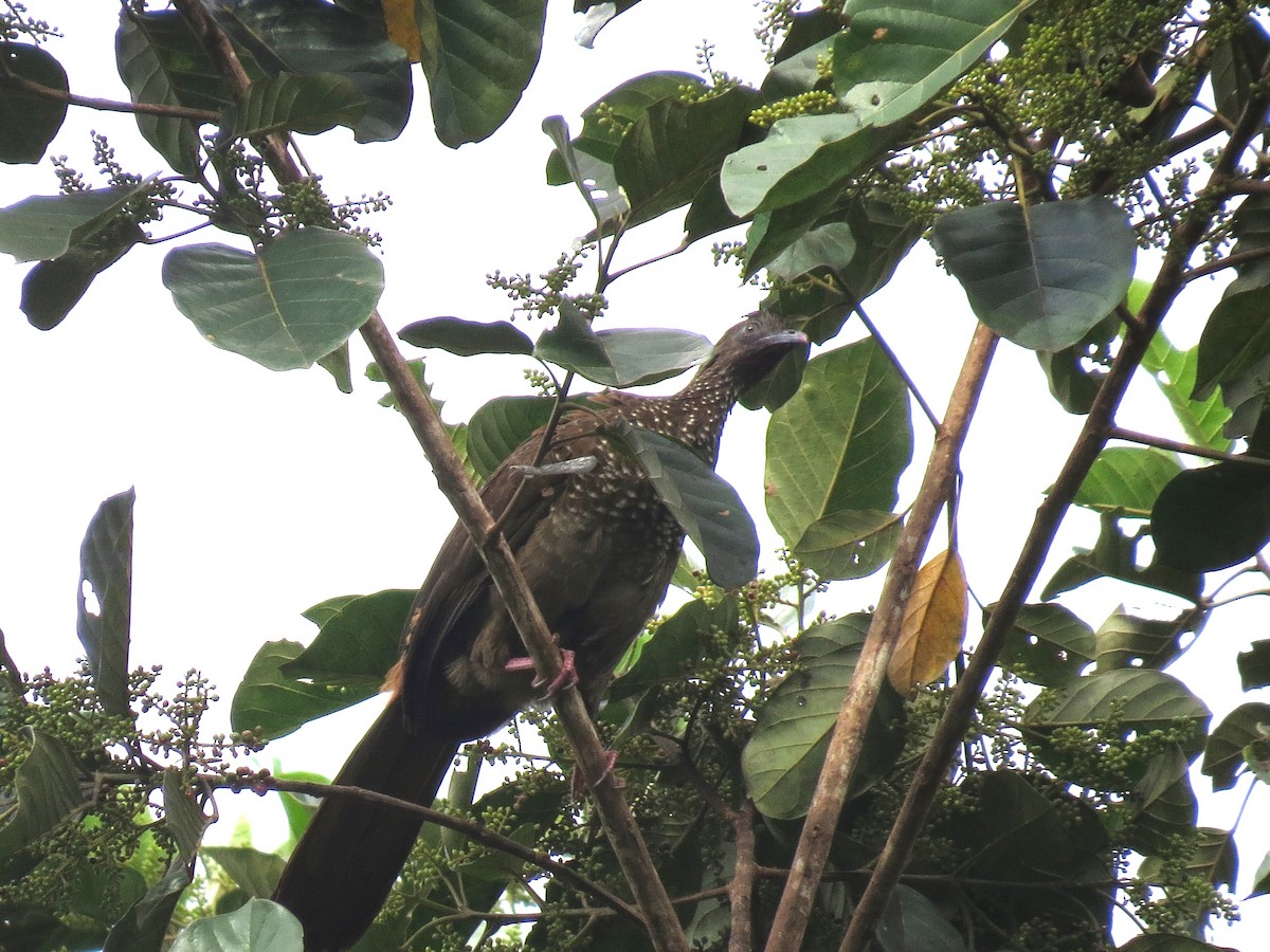 Speckled Chachalaca - ML617964431