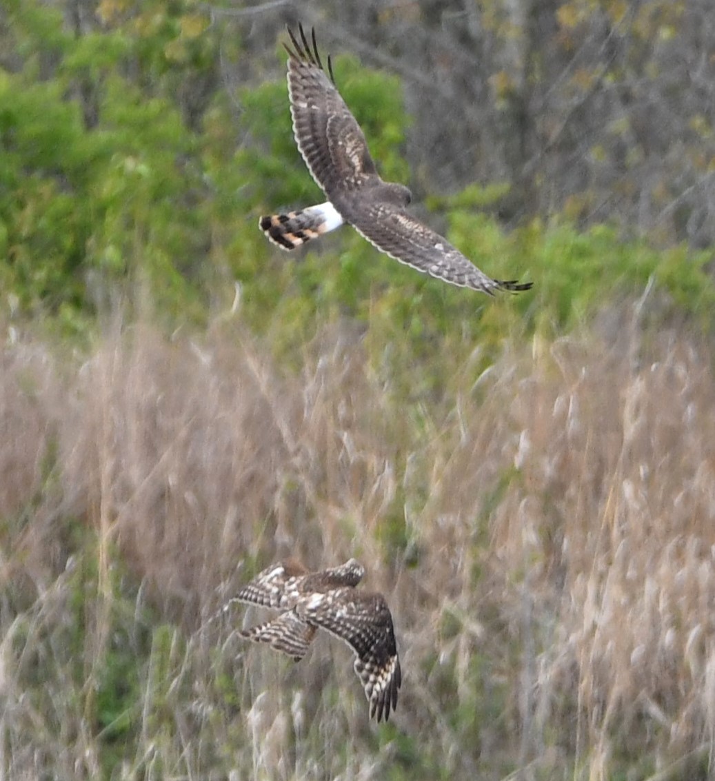 Red-shouldered Hawk - ML617964432