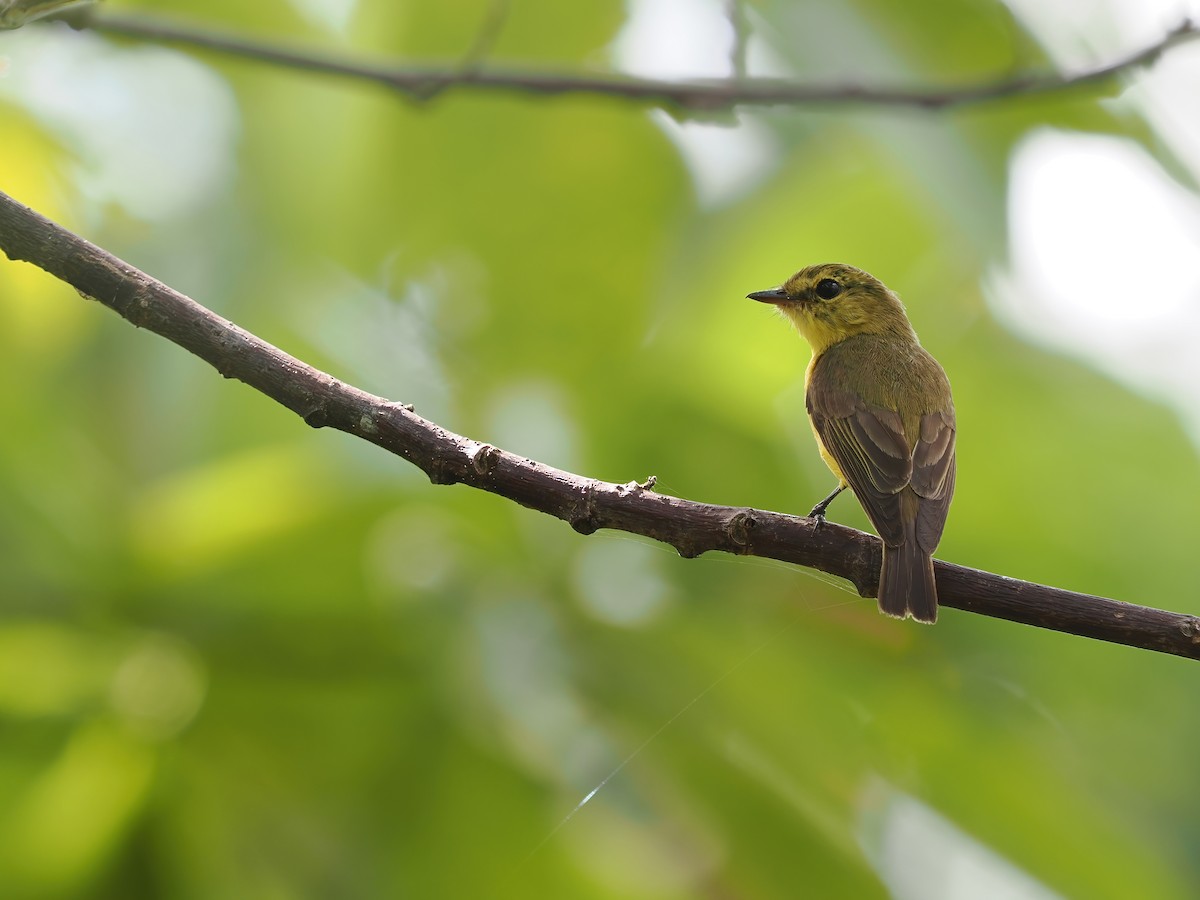 Golden-bellied Flyrobin - ML617964440