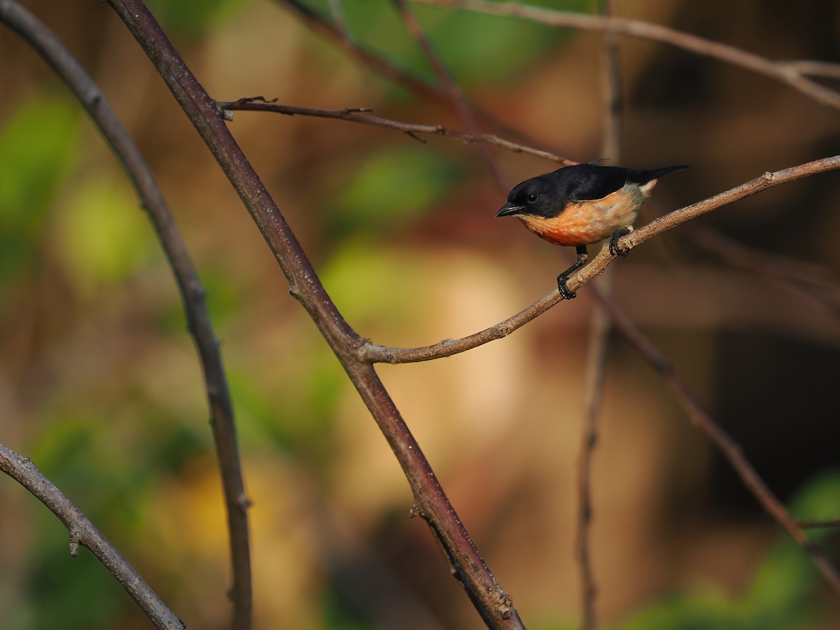 Pink-breasted Flowerpecker - ML617964442